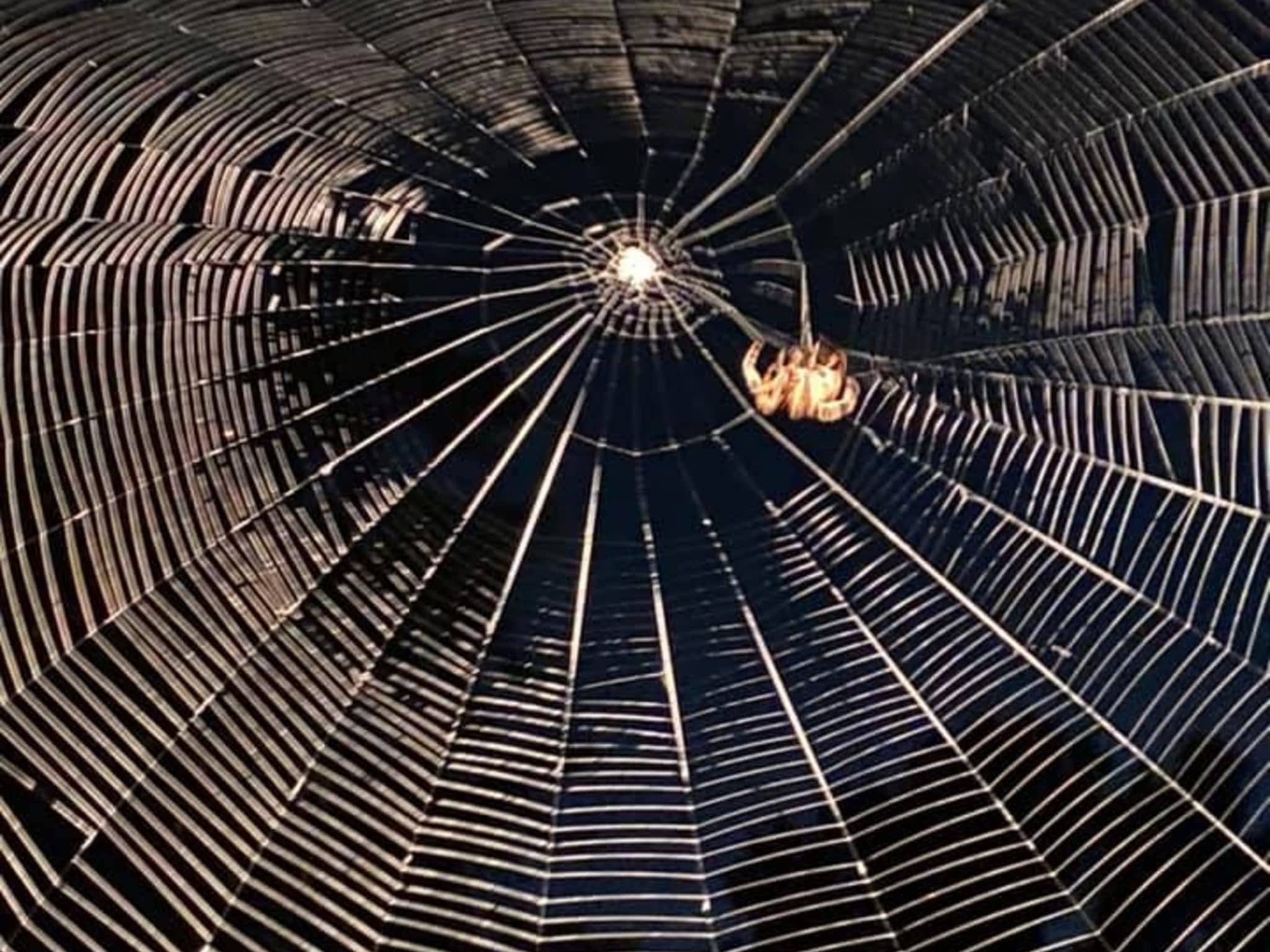 photo Windsor Pest Control