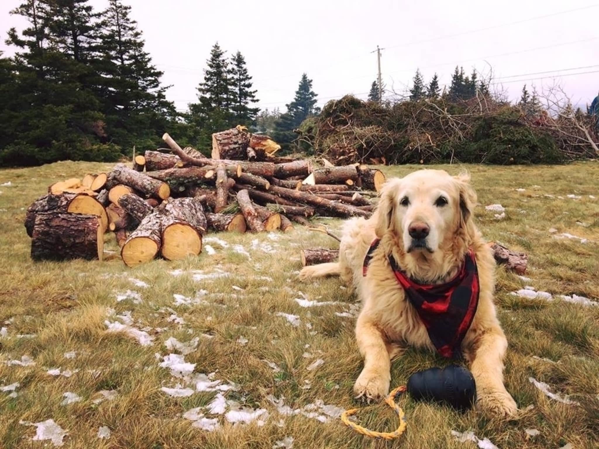 photo The Firewood Factory