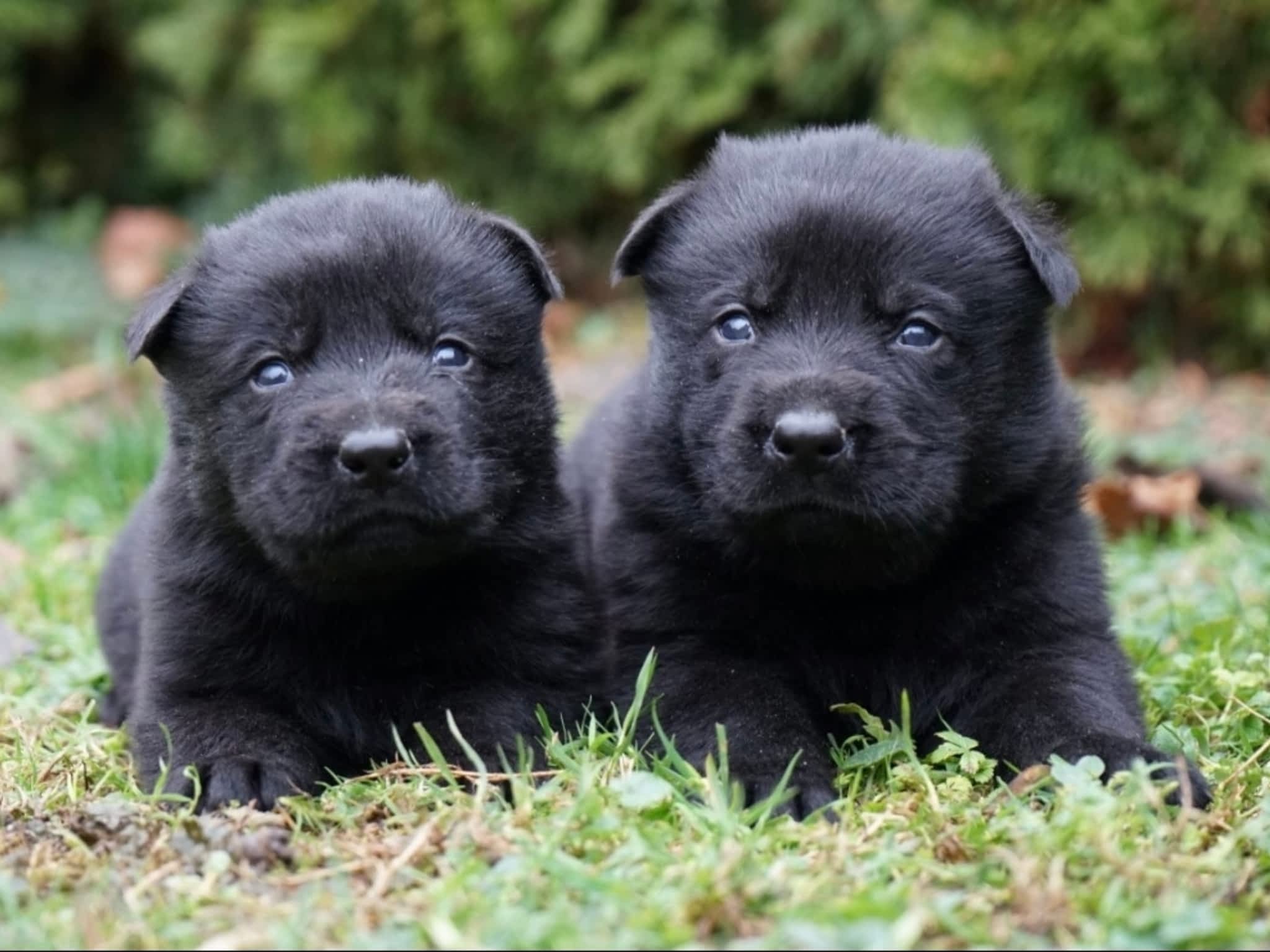 photo Command Control K-9