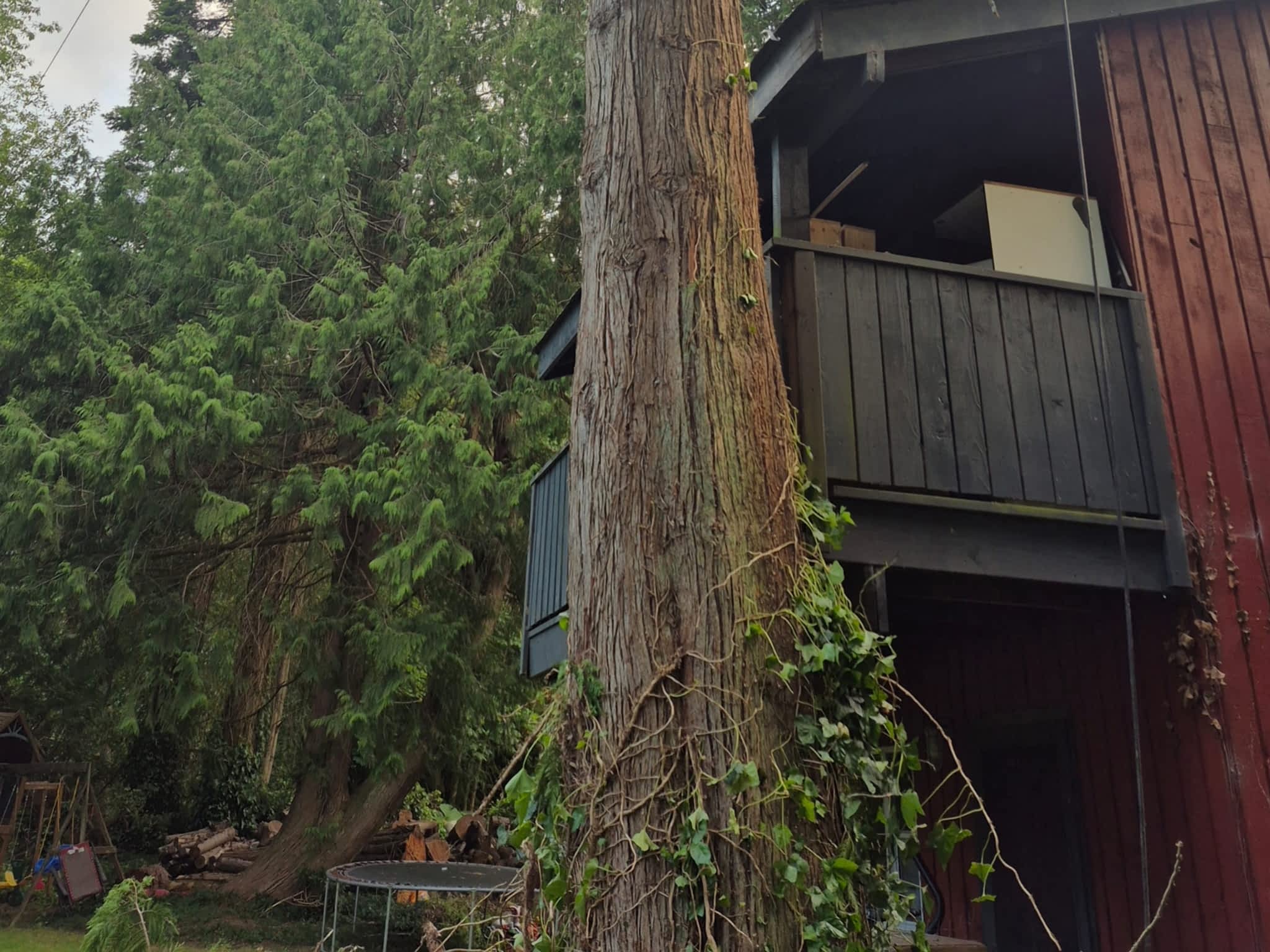 photo Mongoose Tree Removal