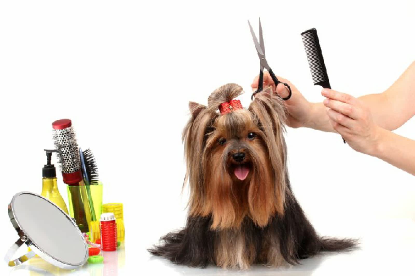 dog grooming town and country