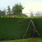 Harbourview Tree Experts - Tree Service