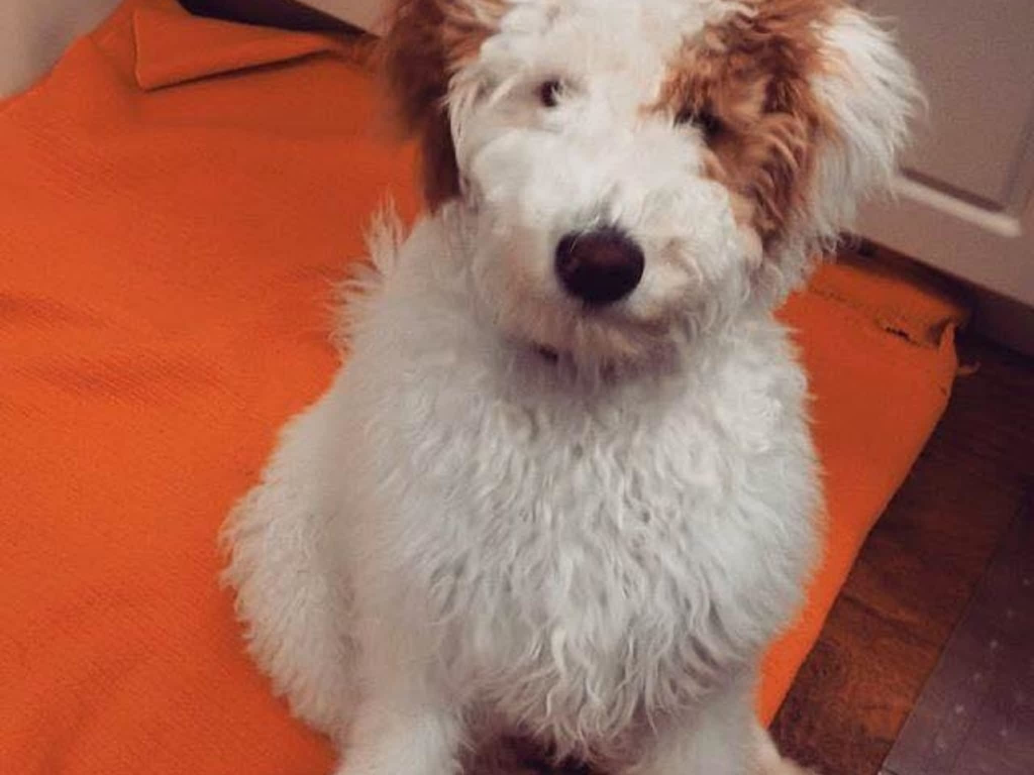 Willoughby Animal Hospital Langley, BC 18590 200 St Canpages