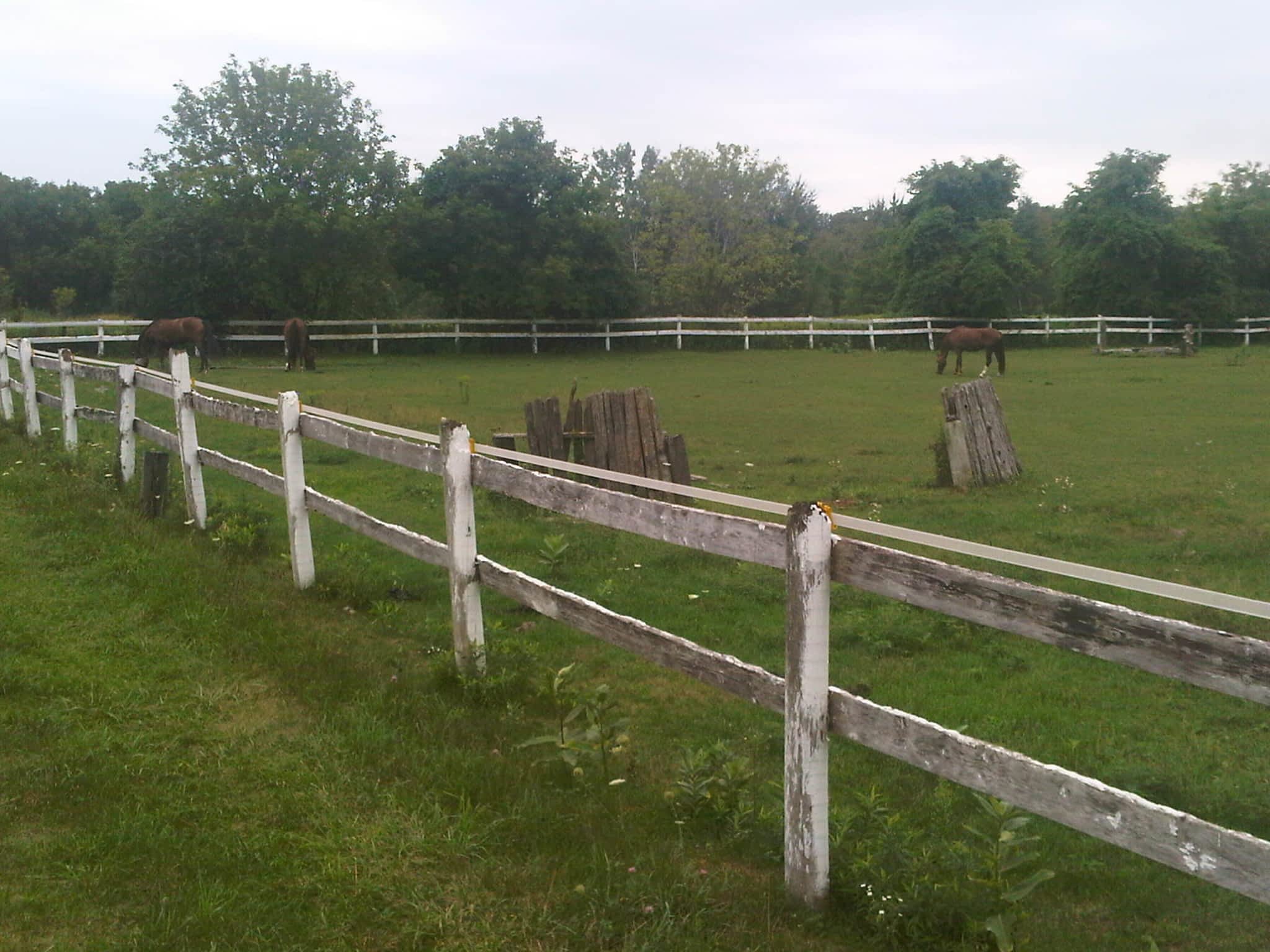 photo Colonial Equestrian Centre