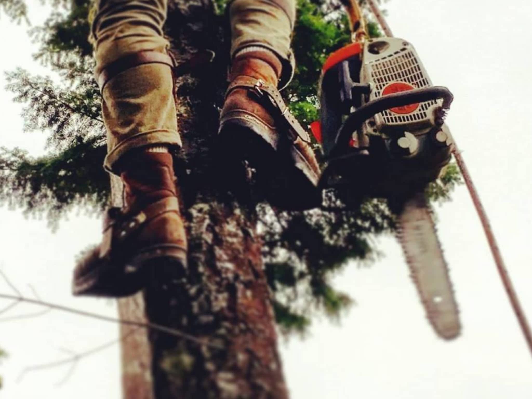 photo Climbing Fox Tree Service