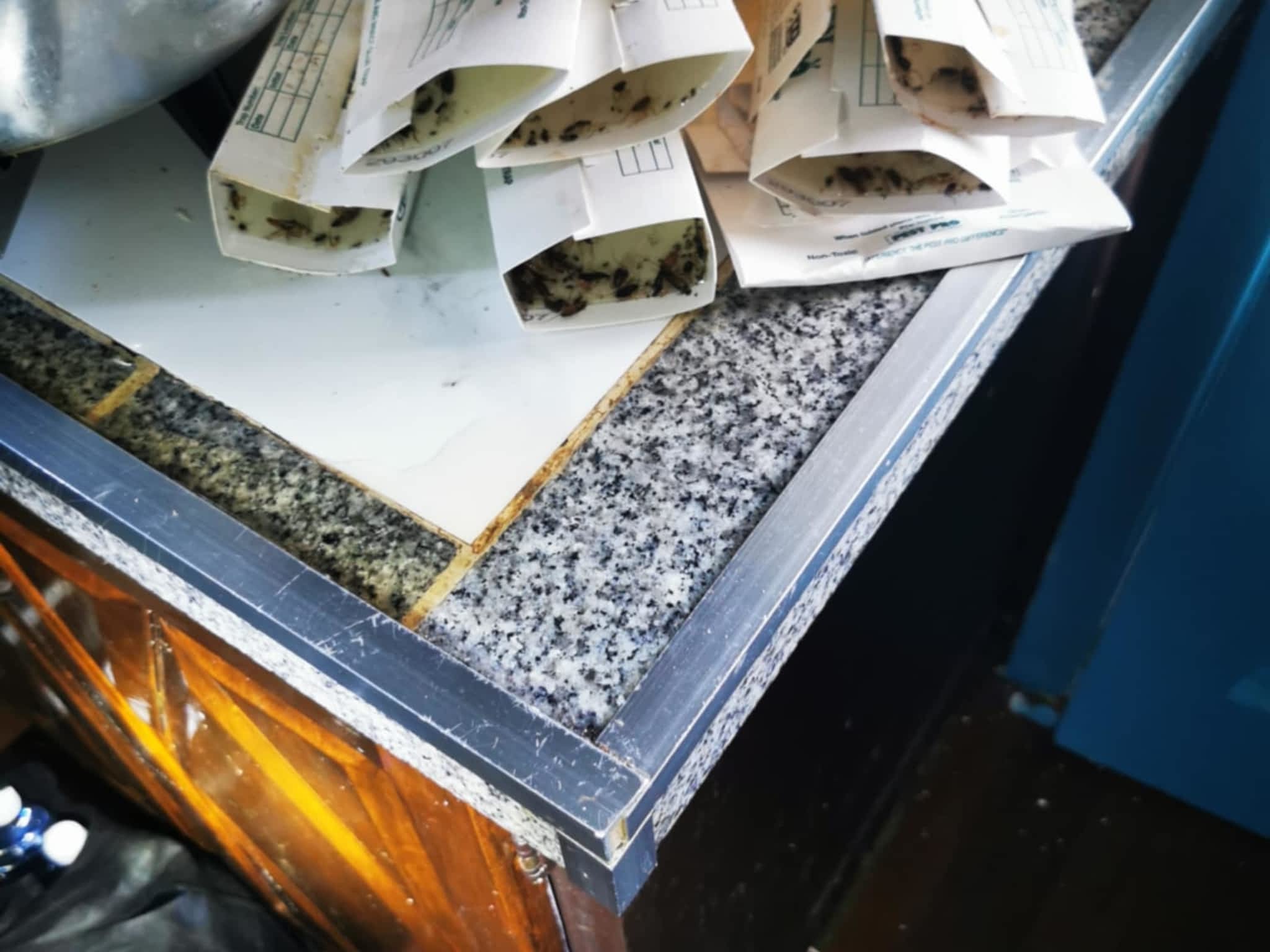 photo D Solution Extermination