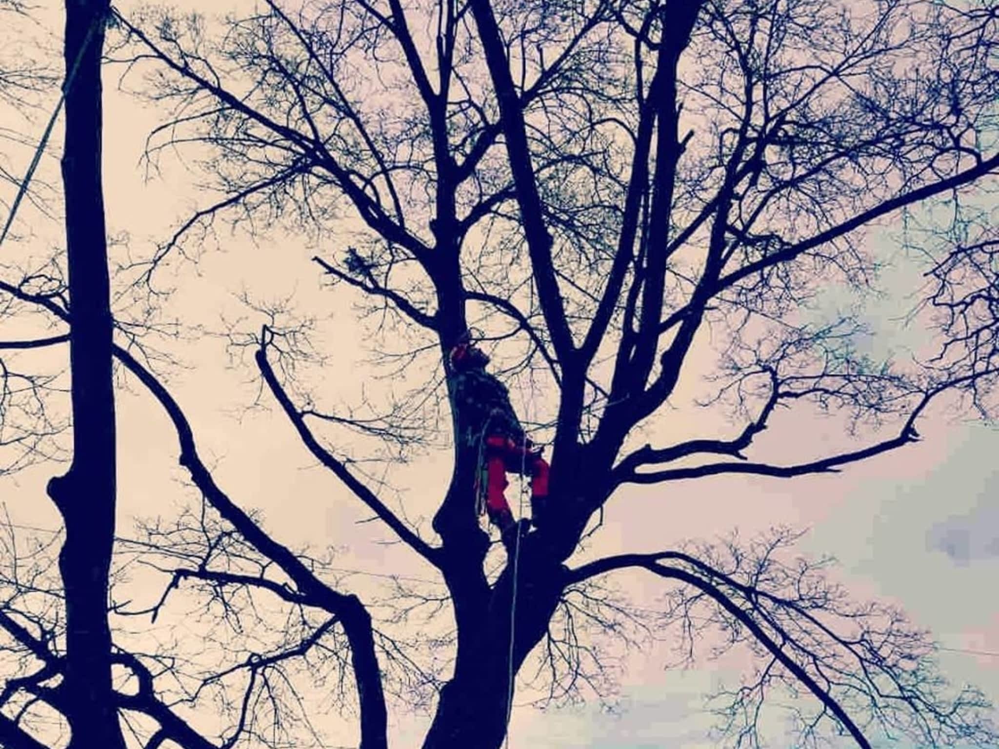 photo Axe Point Tree Services