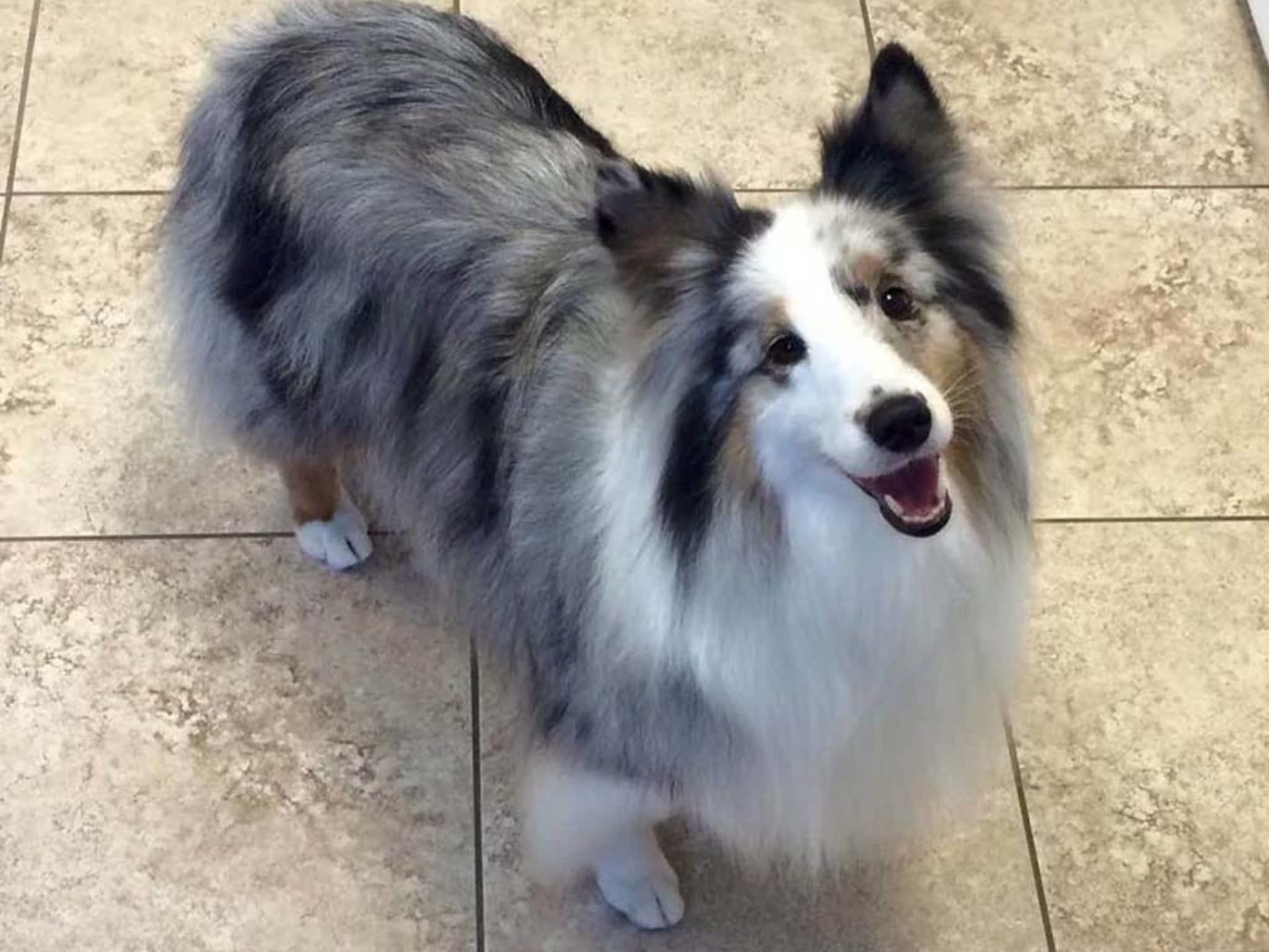 photo Tangles 2 Tame Dog Grooming