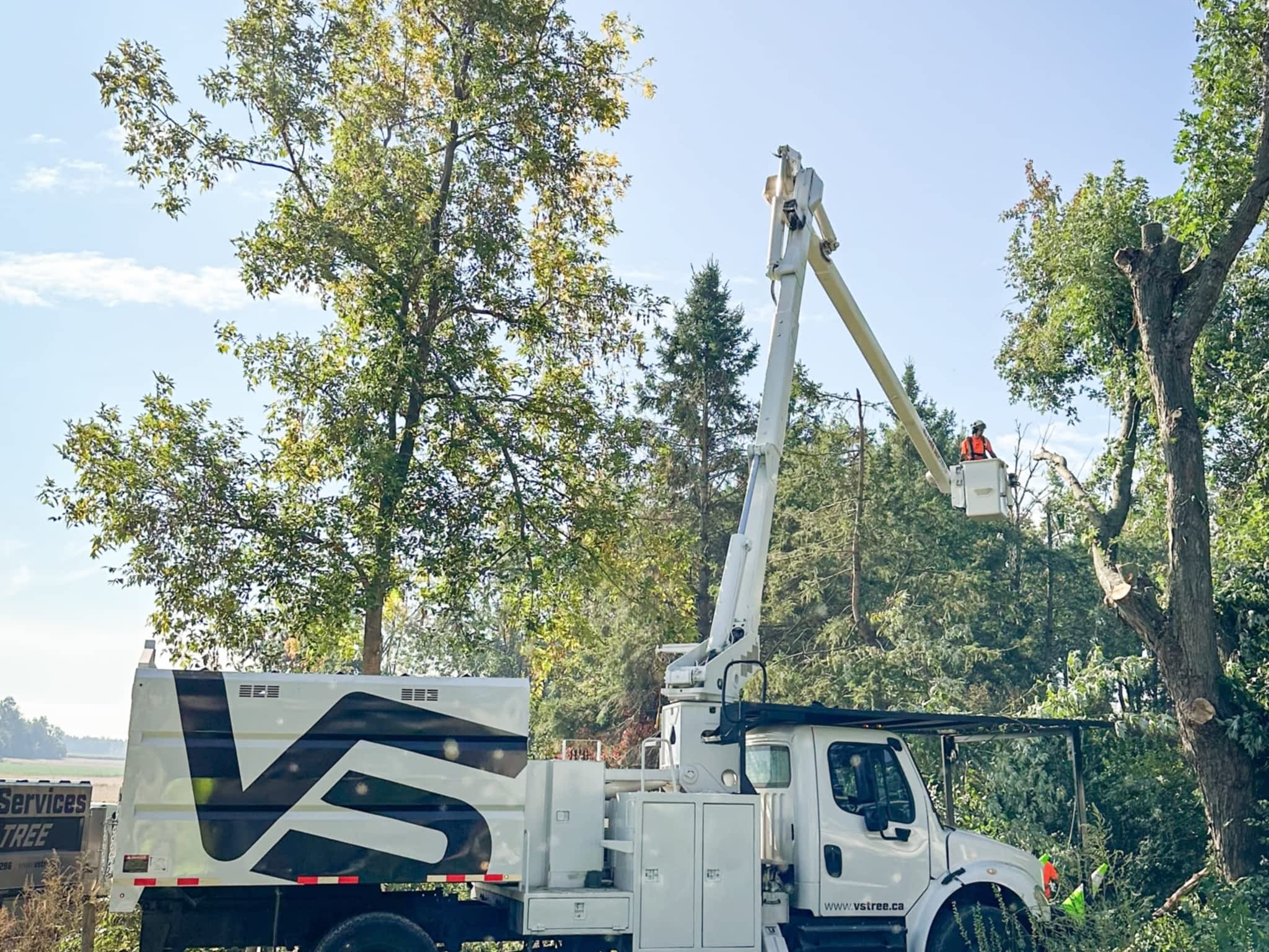 photo VS Tree Services