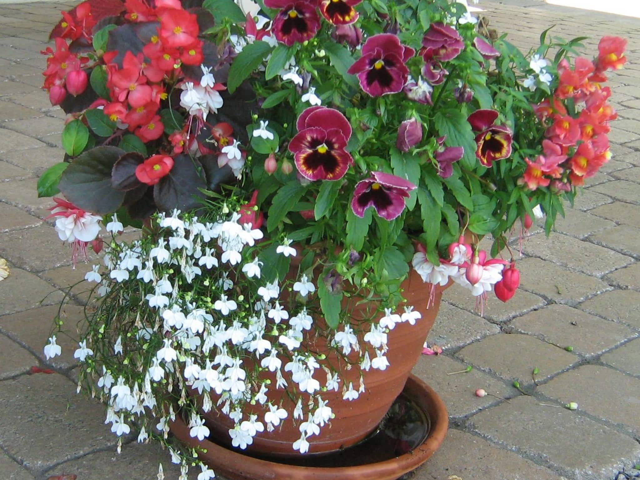 photo L'Effeuilleuse