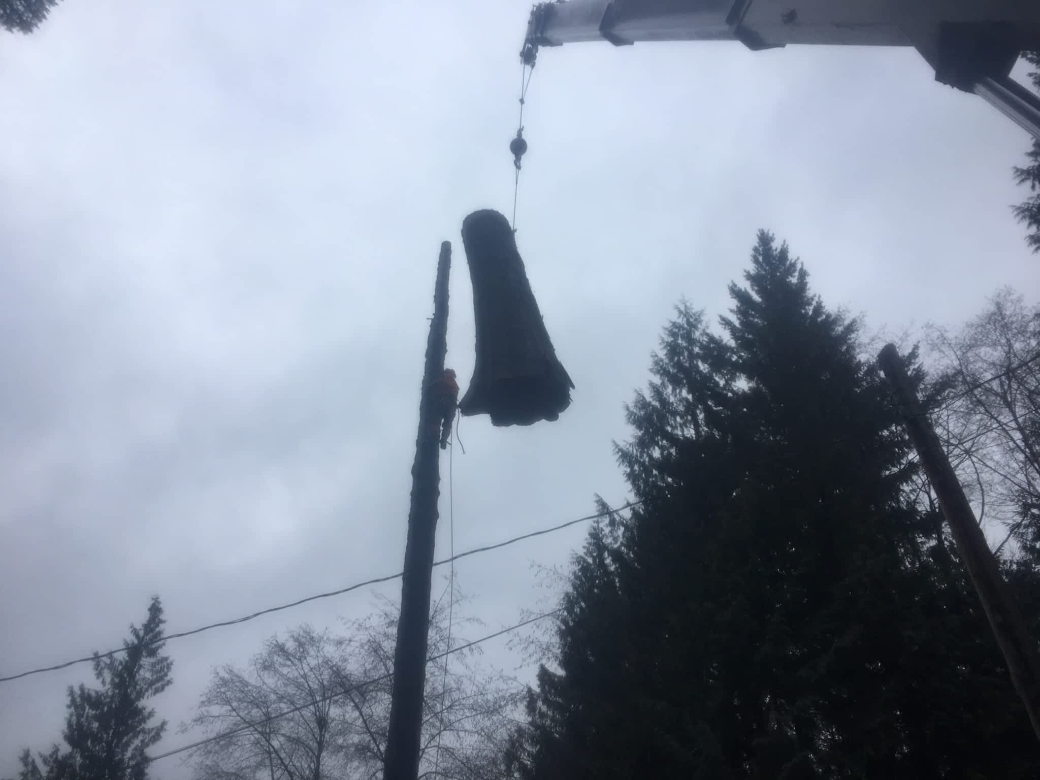 photo Competition Tree Service