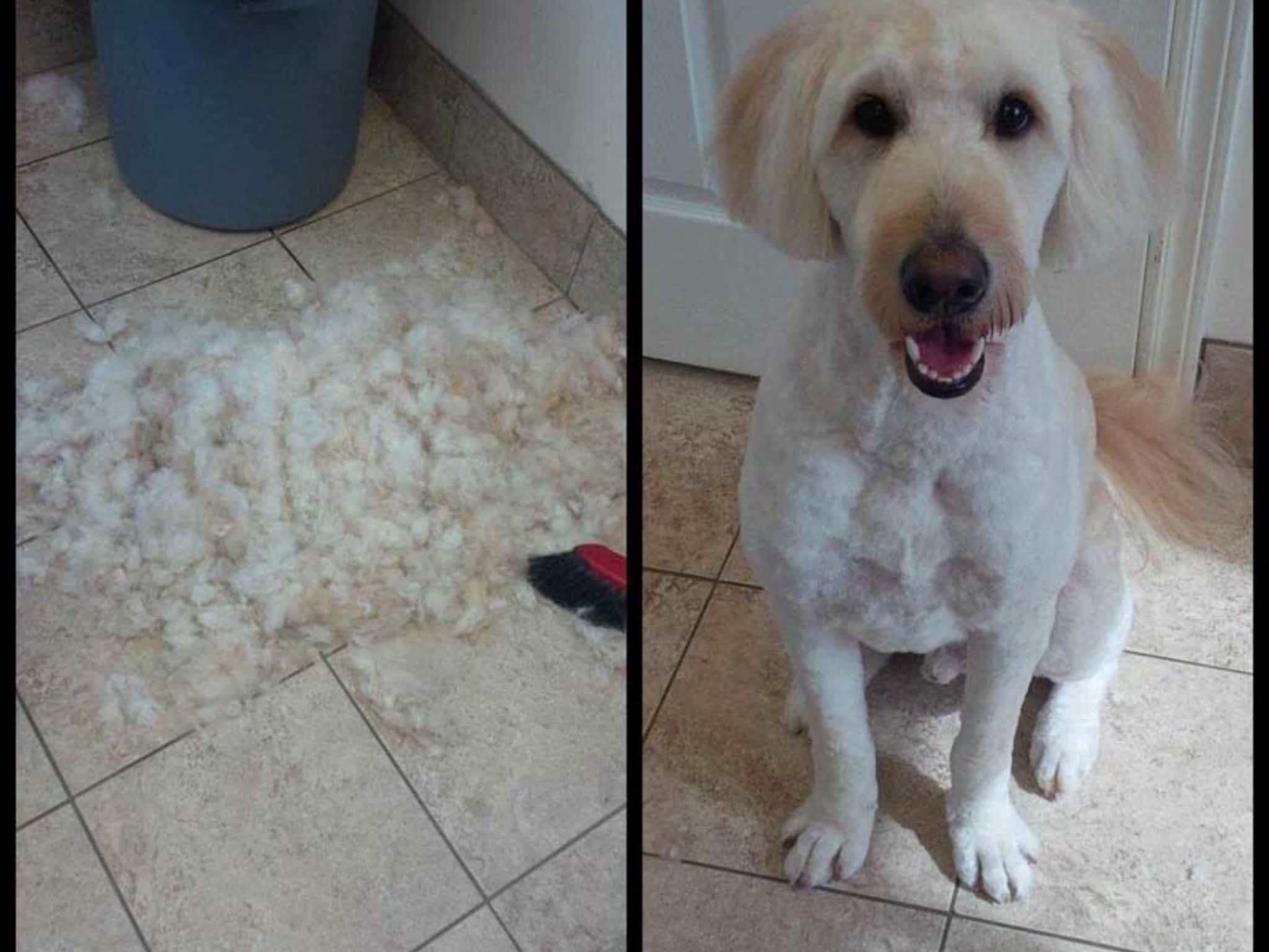 photo Tangles 2 Tame Dog Grooming