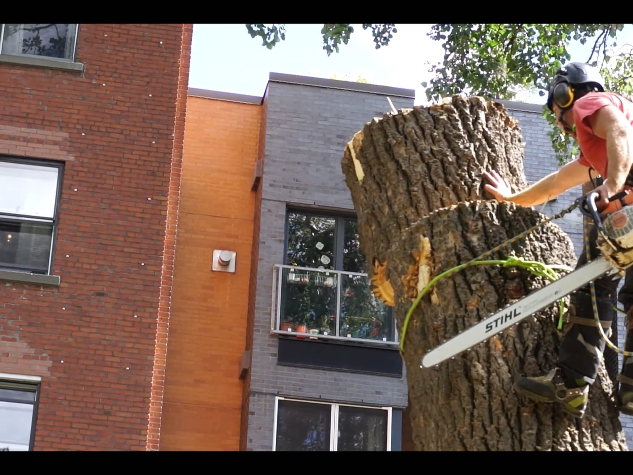 photo Arbre KBT Élagage, émondage et abattage d'arbre