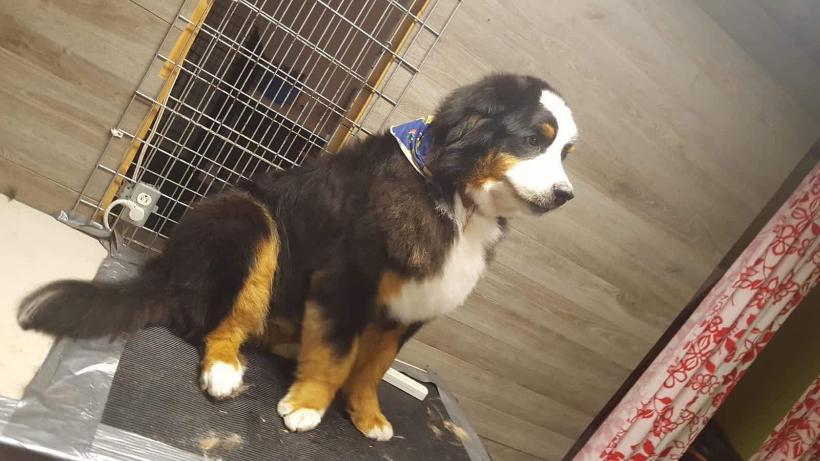 Chez Toutou Damour Horaire Douverture 5449 Rue Du