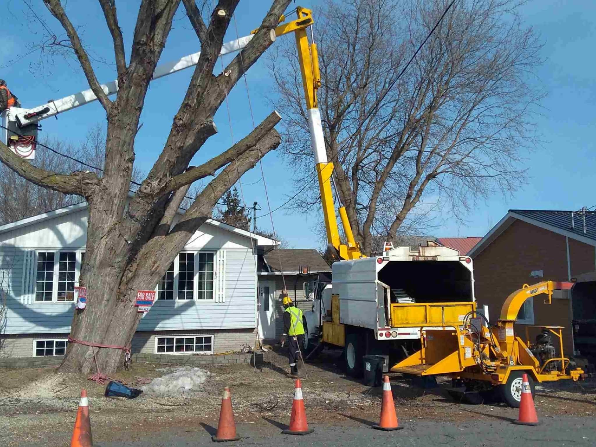 photo Deep Roots Quality Tree Services