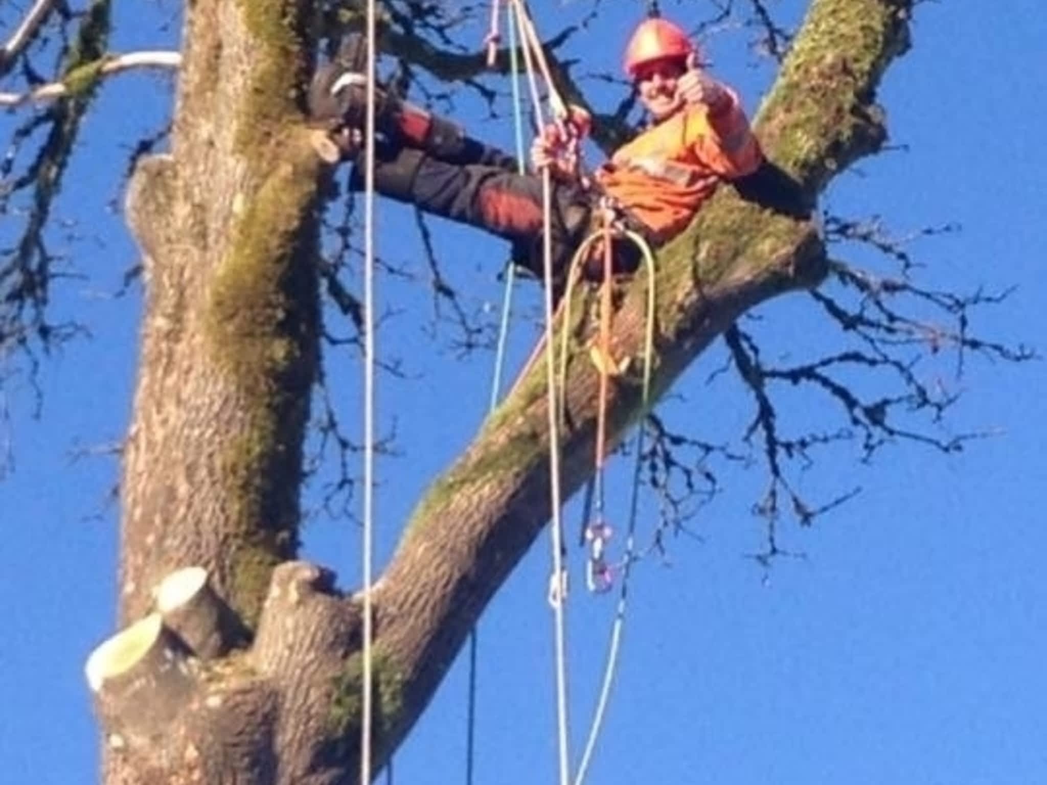 photo Above & Beyond Tree Service