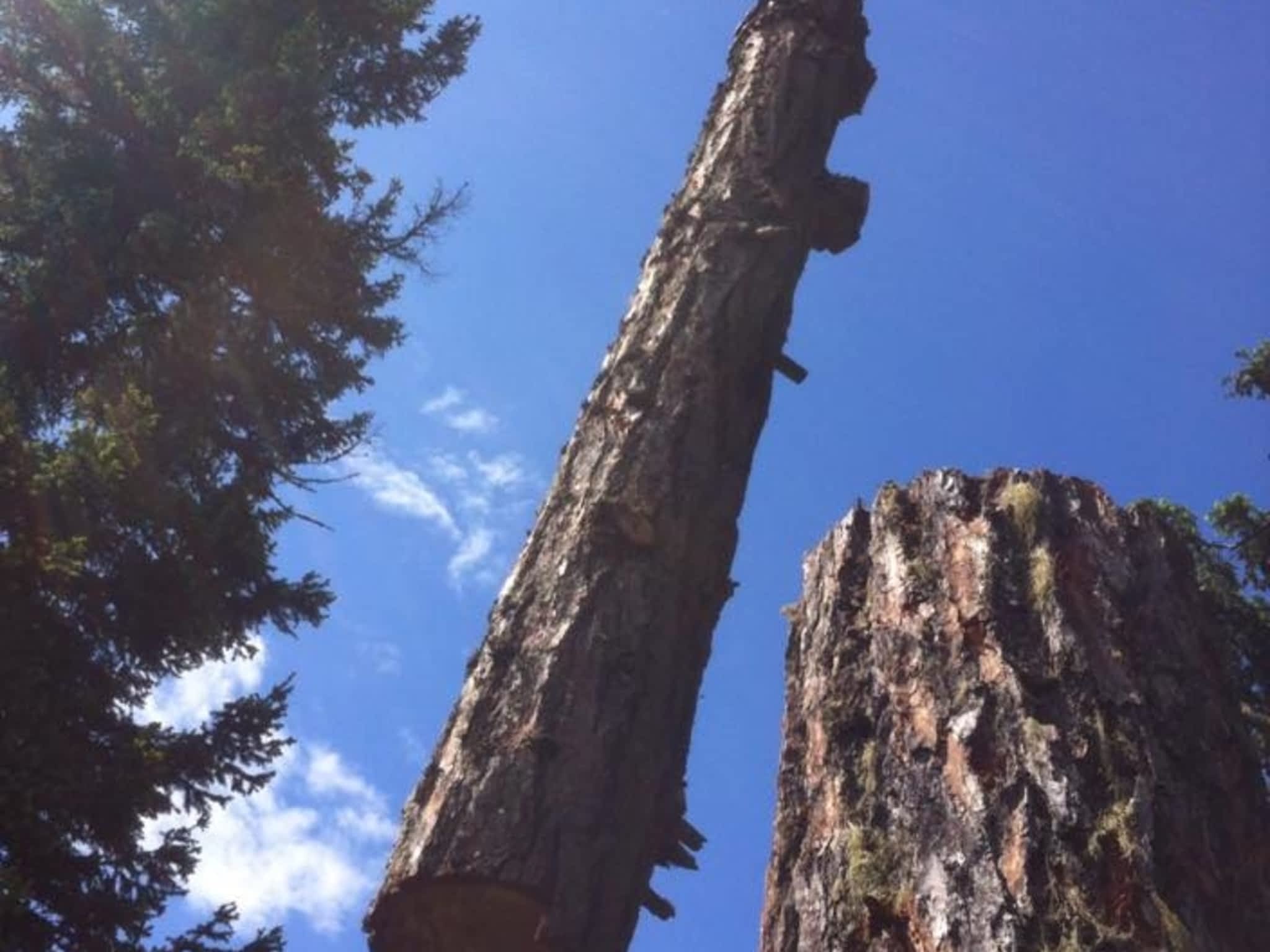 photo Windfirm Tree Services