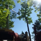 Wallace Tree Service - Tree Service