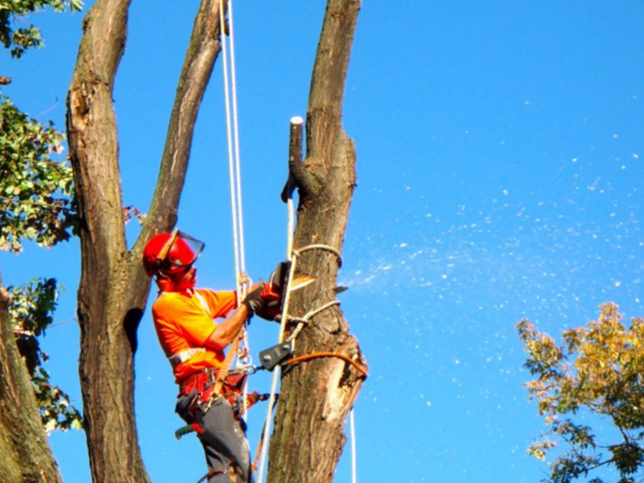 photo Arboris Tree Care