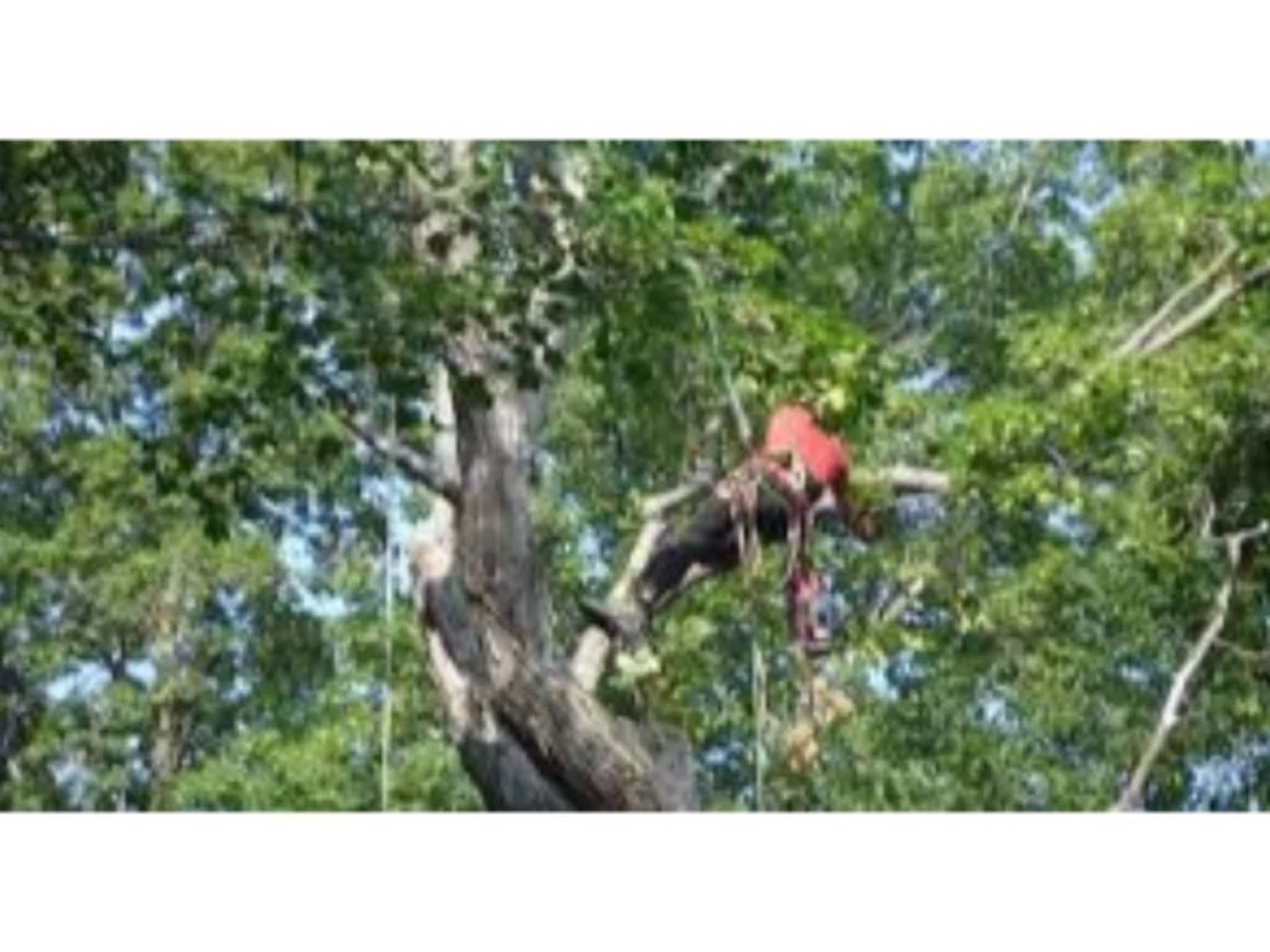 photo Ray's Tree Removal