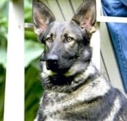 dogwatch hidden fence systems