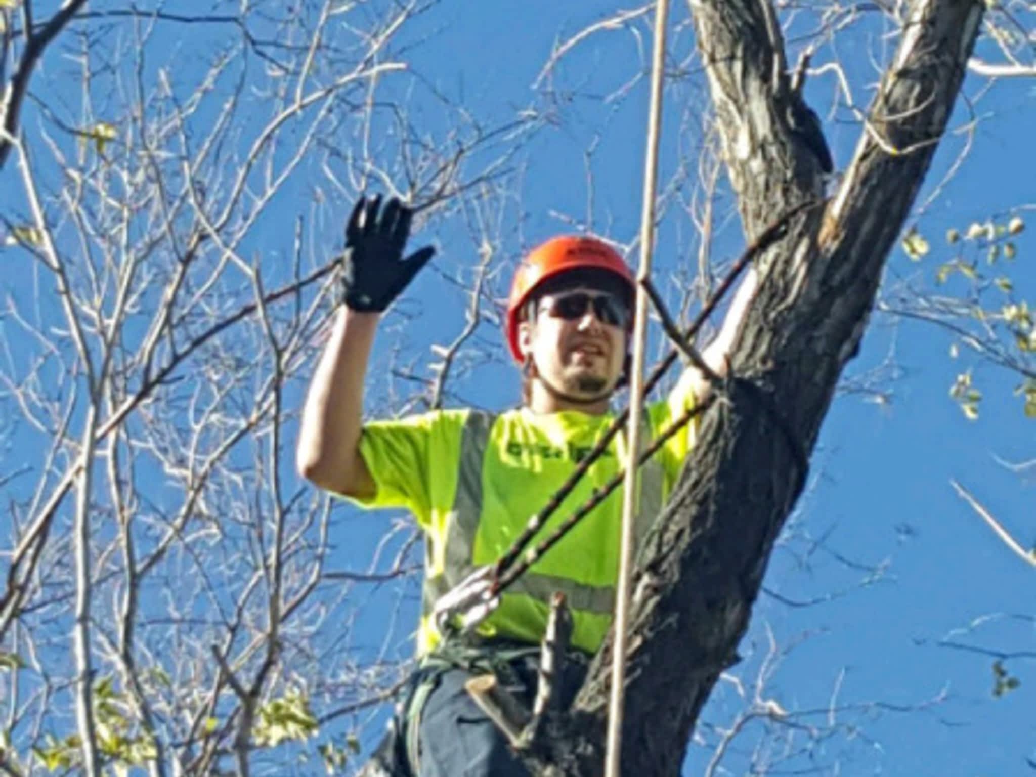 photo Absolute Tree Removal