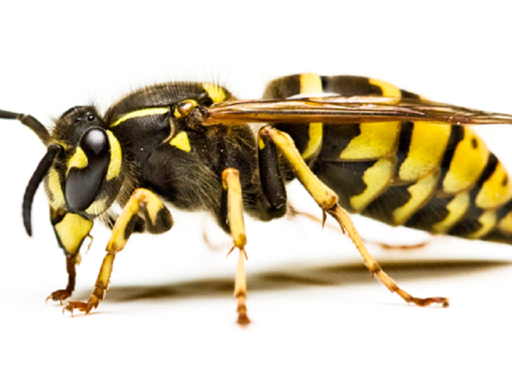 photo Roger Extermination Inc