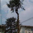 Country Tree Service - Tree Service