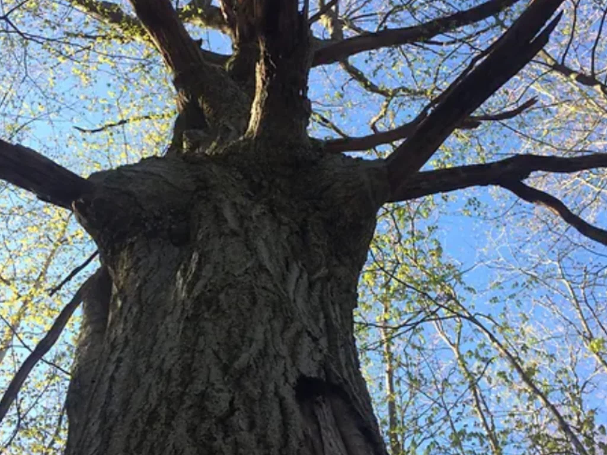 photo Zen Tree Care Consulting Inc