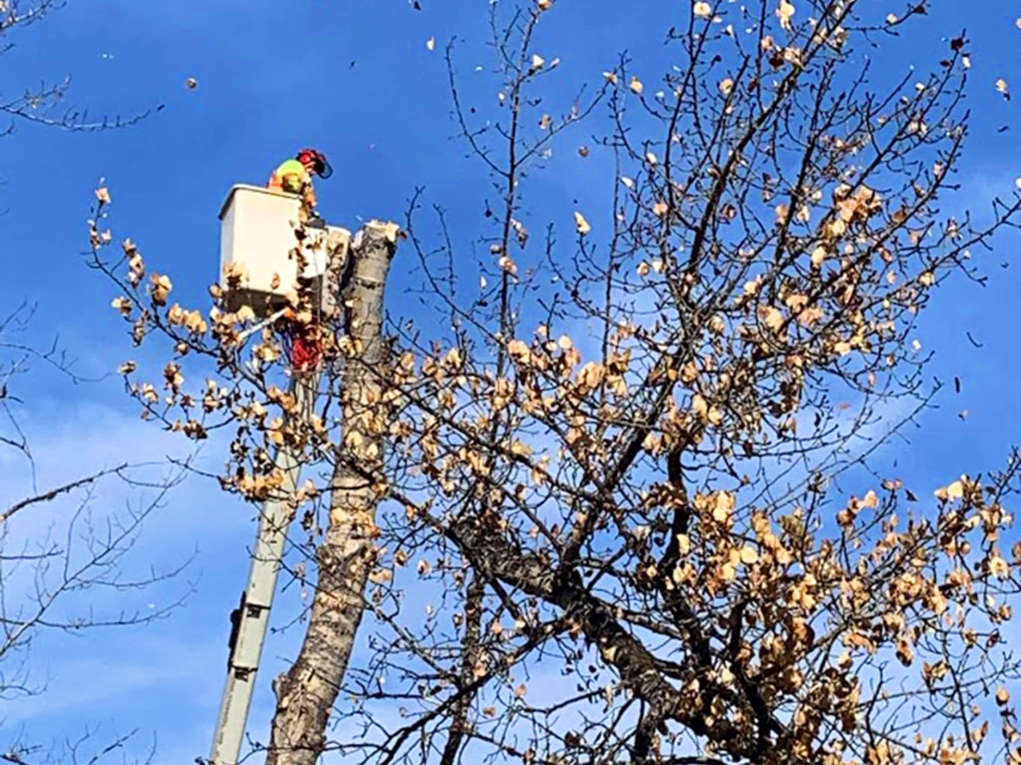 photo Ricks Tree Removal