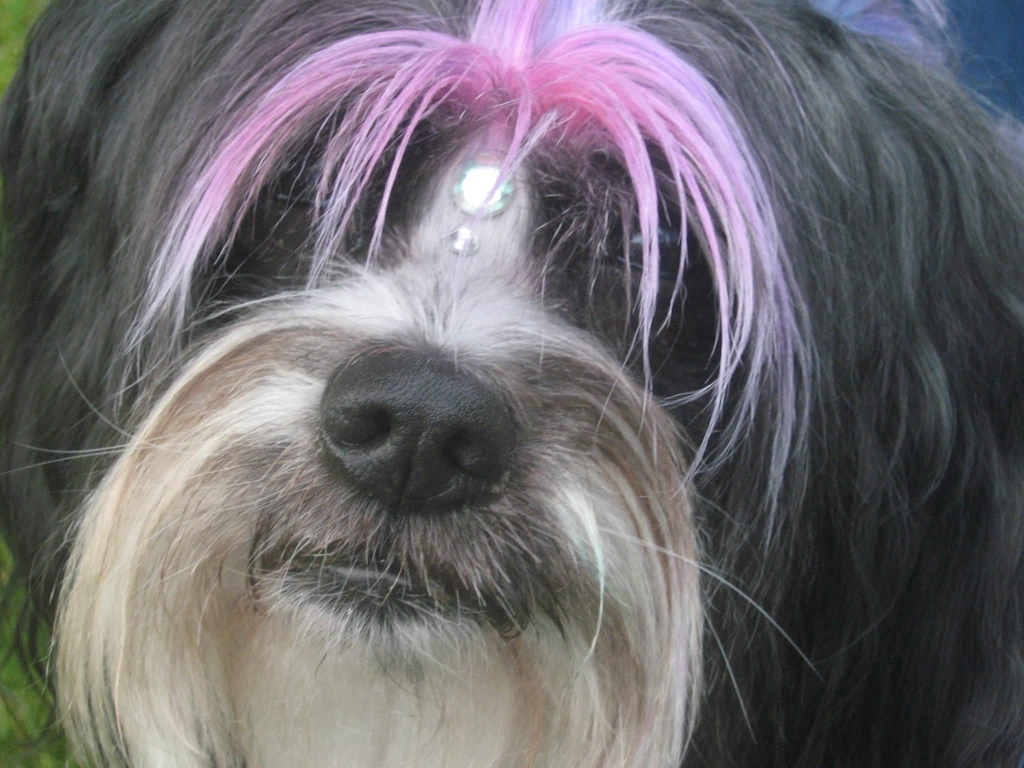 photo Courtenay Grooming Salon
