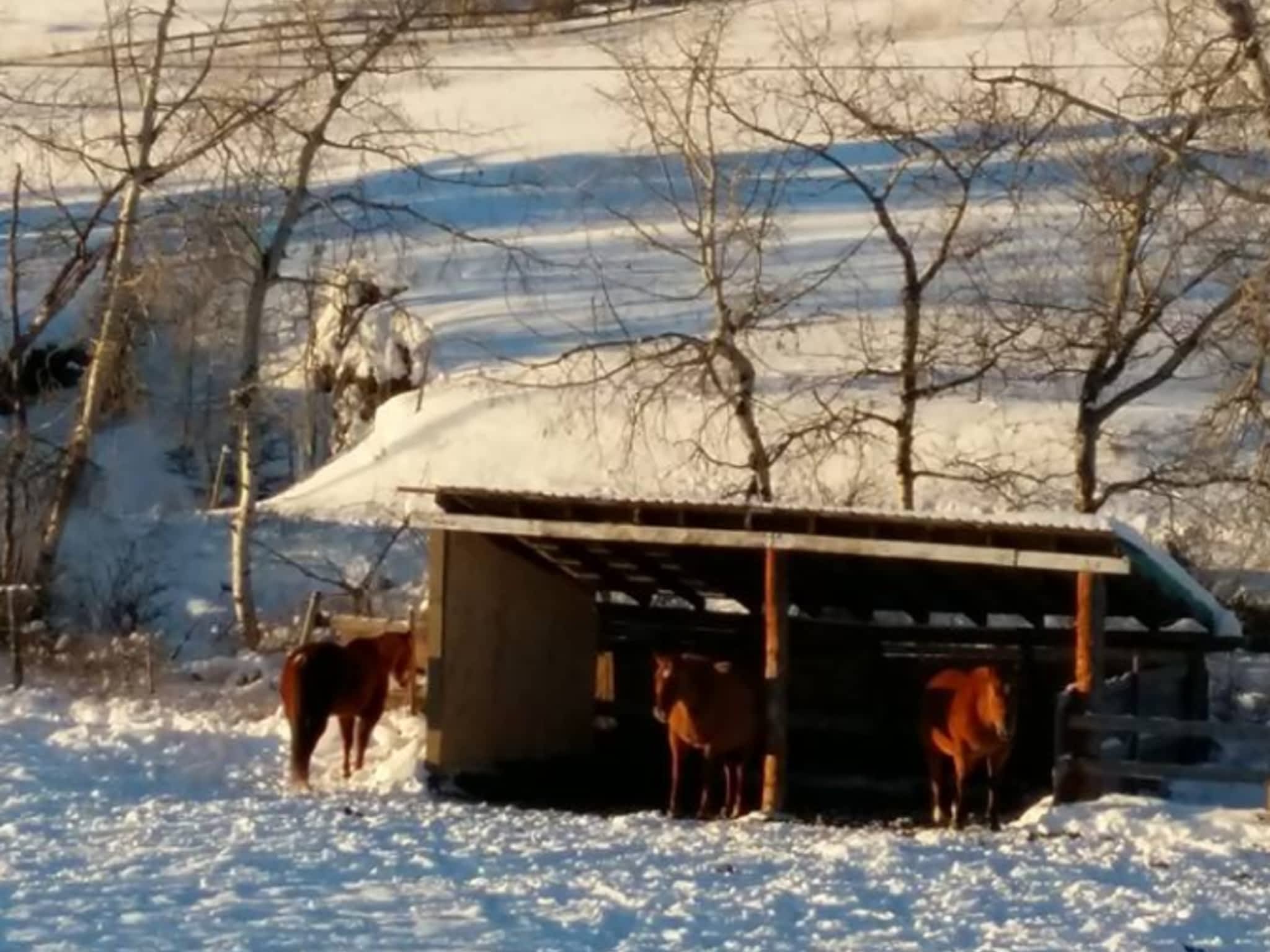 photo Lazy F D Ranches & Hay Sales Ltd