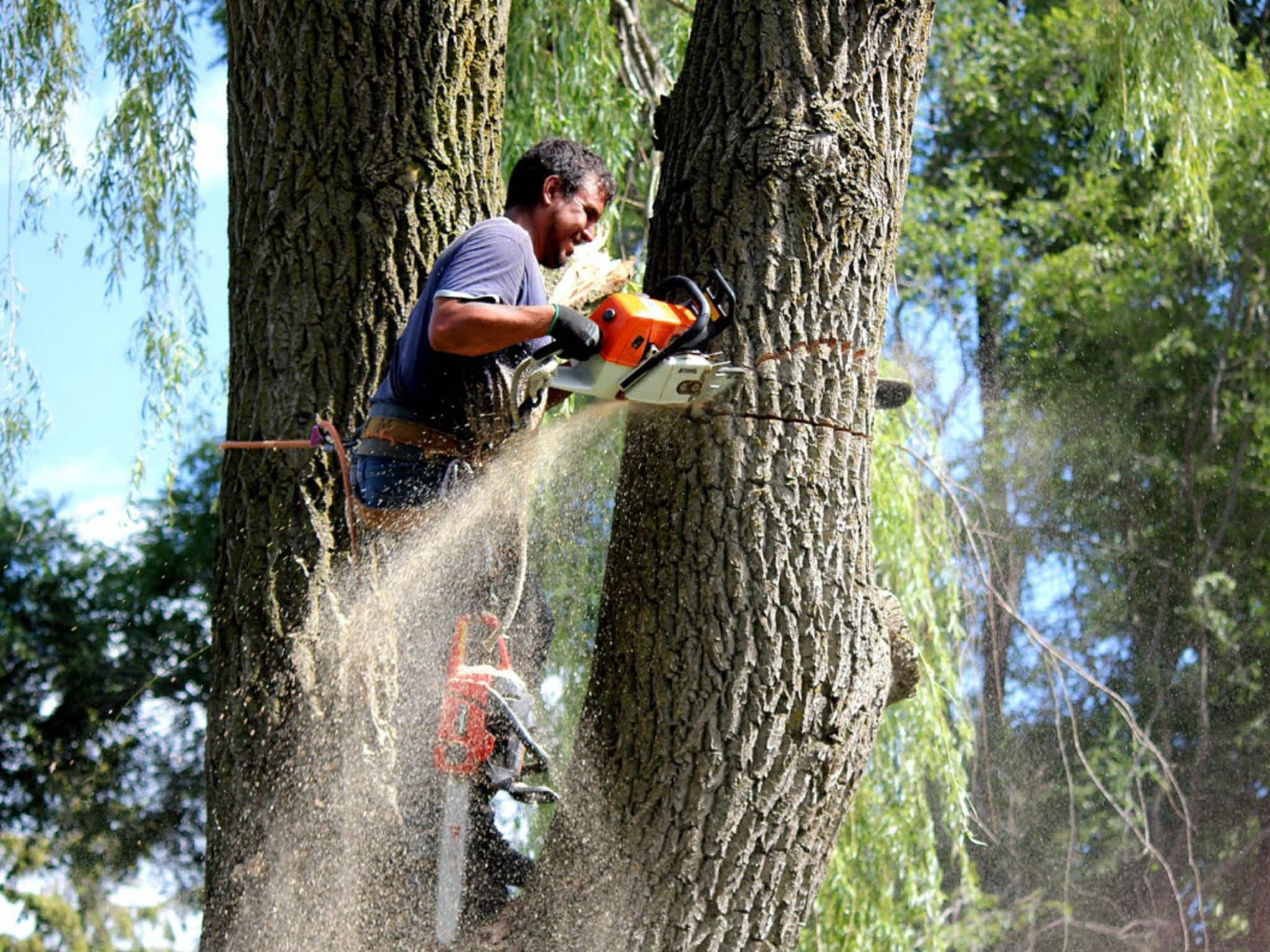 photo Central Ontario Tree Service