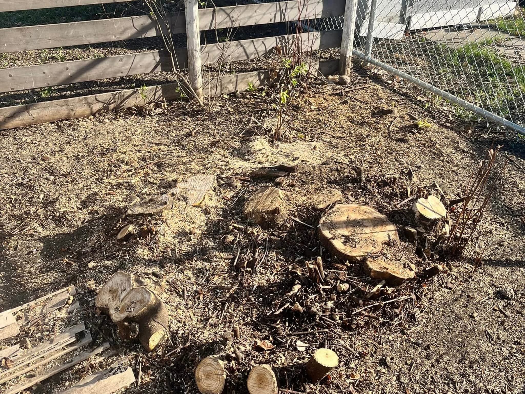 photo Spikes Tree Hugging Services