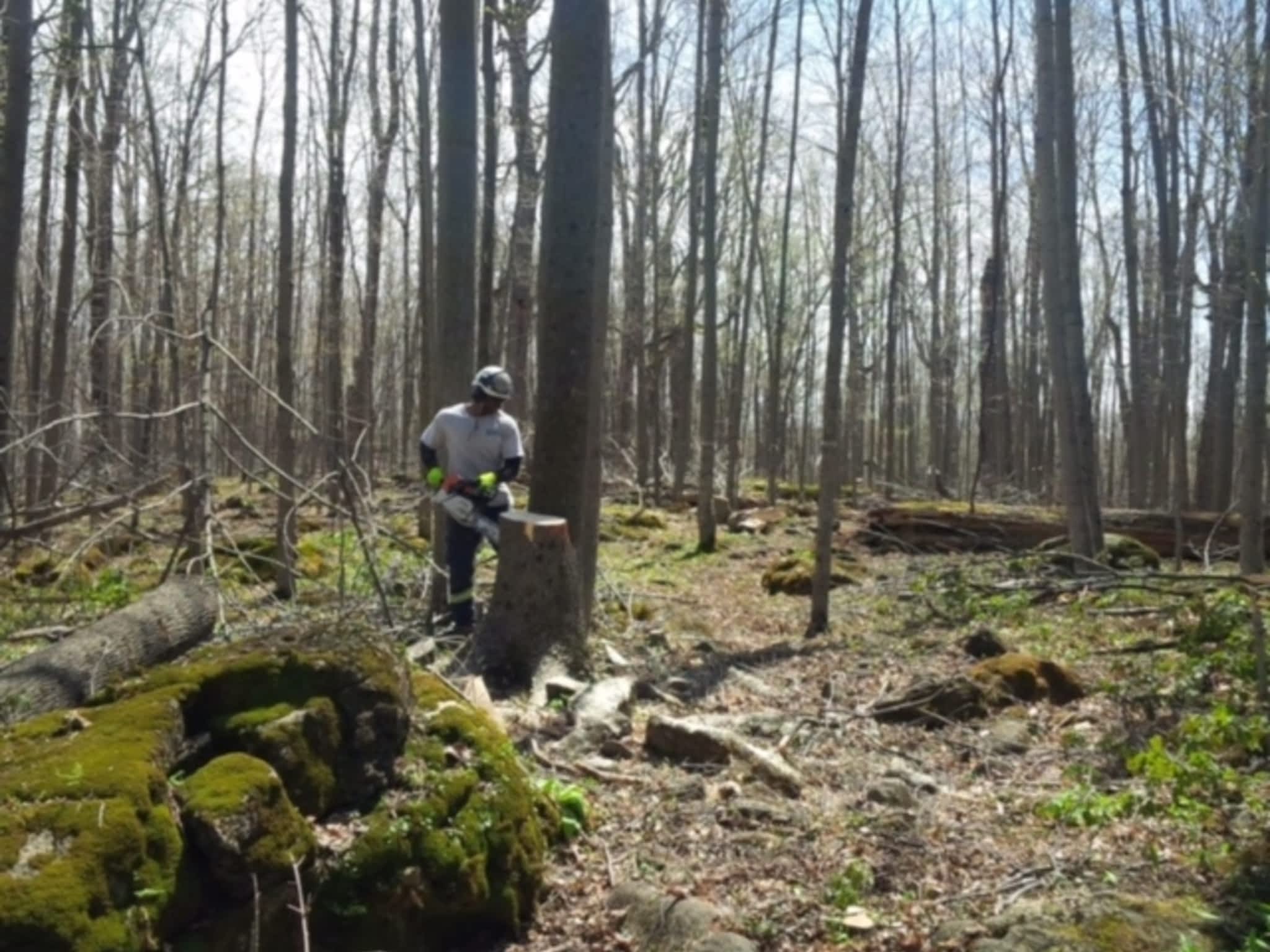 photo Ott's Tree Service