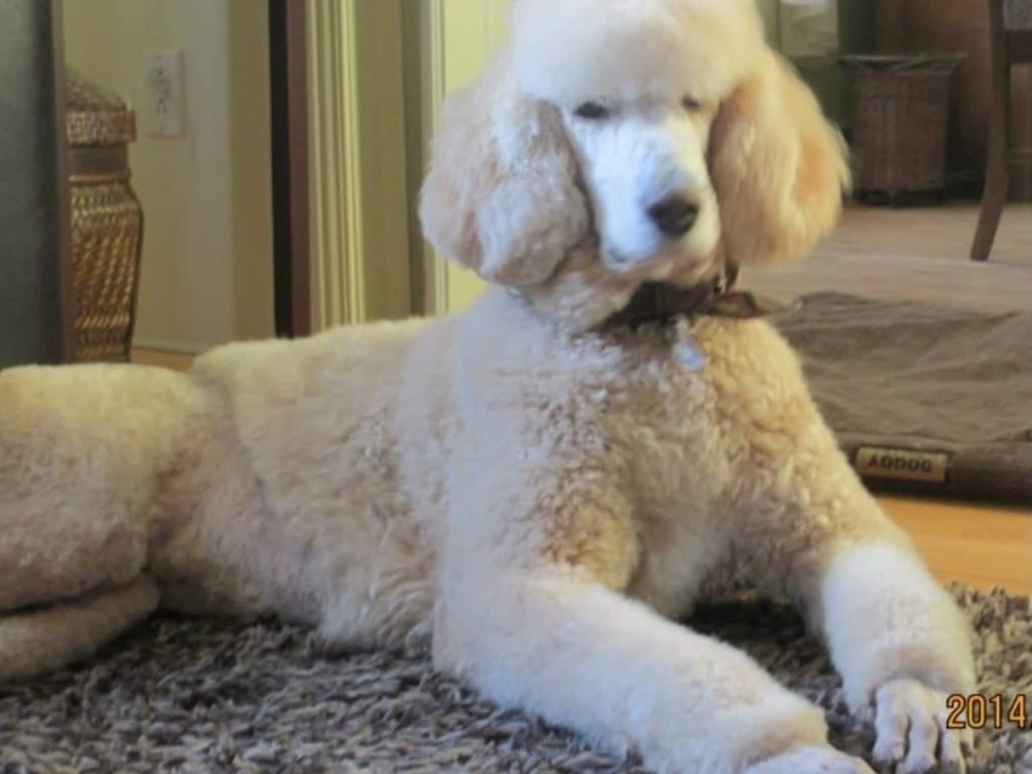 photo Toilettage Bionimo