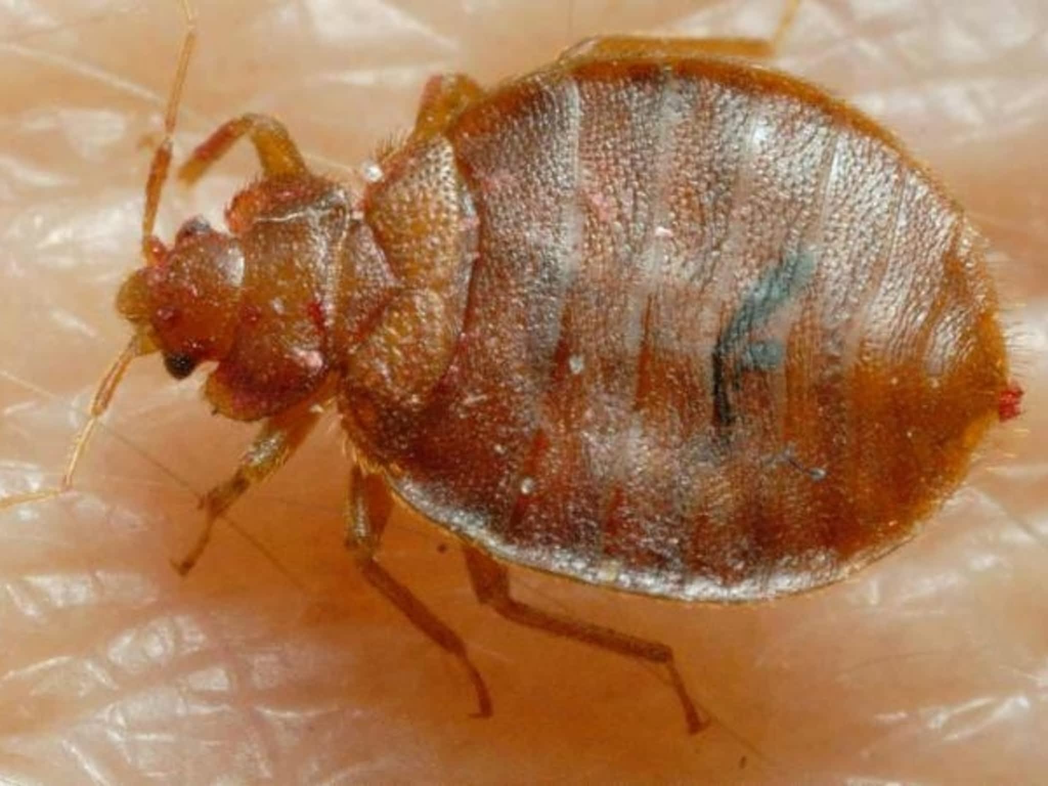 photo Huron Pest Control