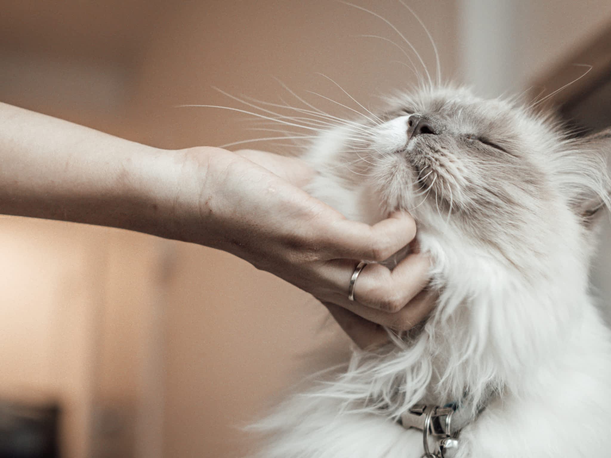 photo Harmony Veterinary Services LTD