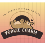 Voir le profil de Yorkshire Terrier Puppies - Stony Plain