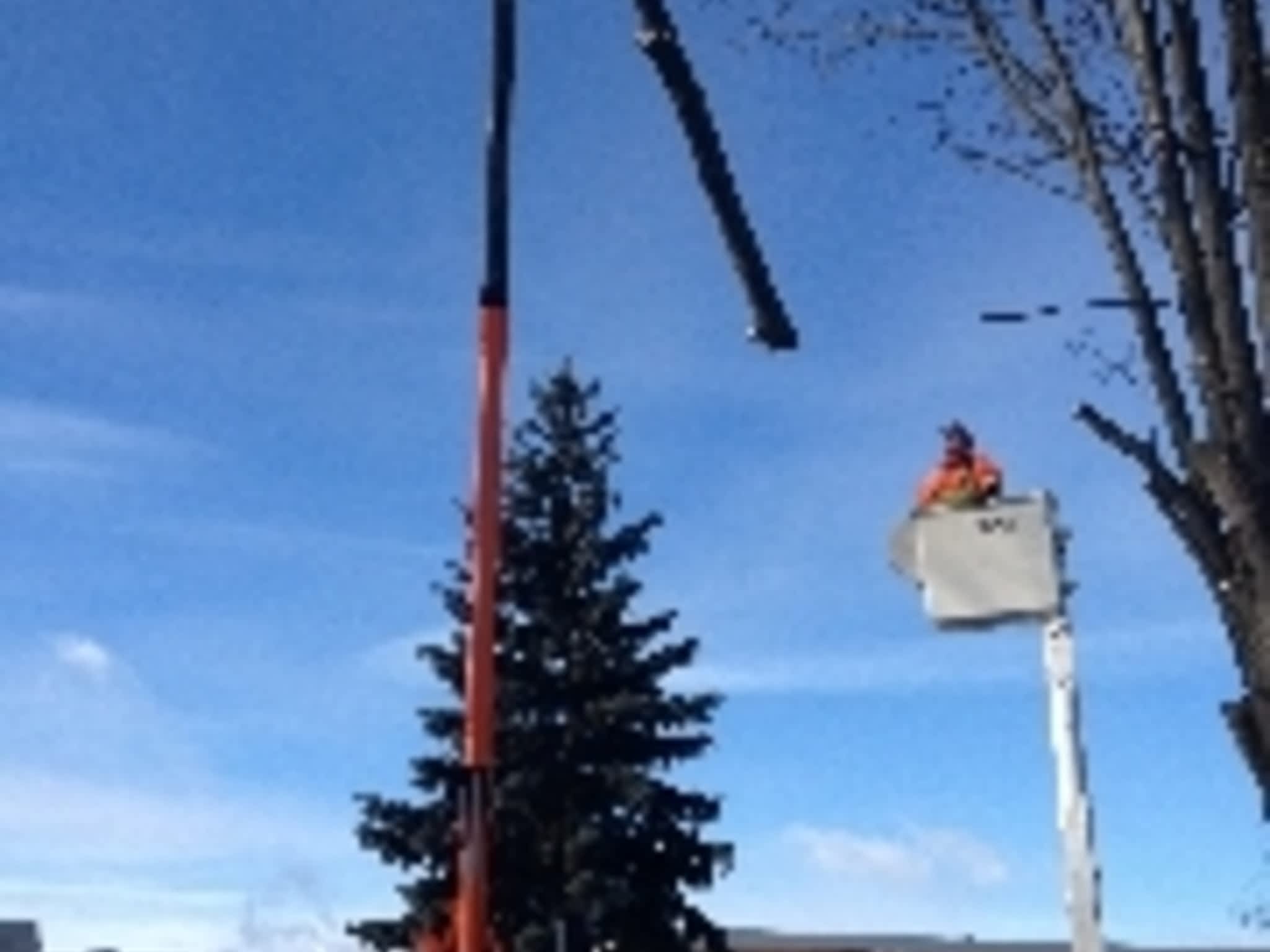 photo Custom Tree Maintenance