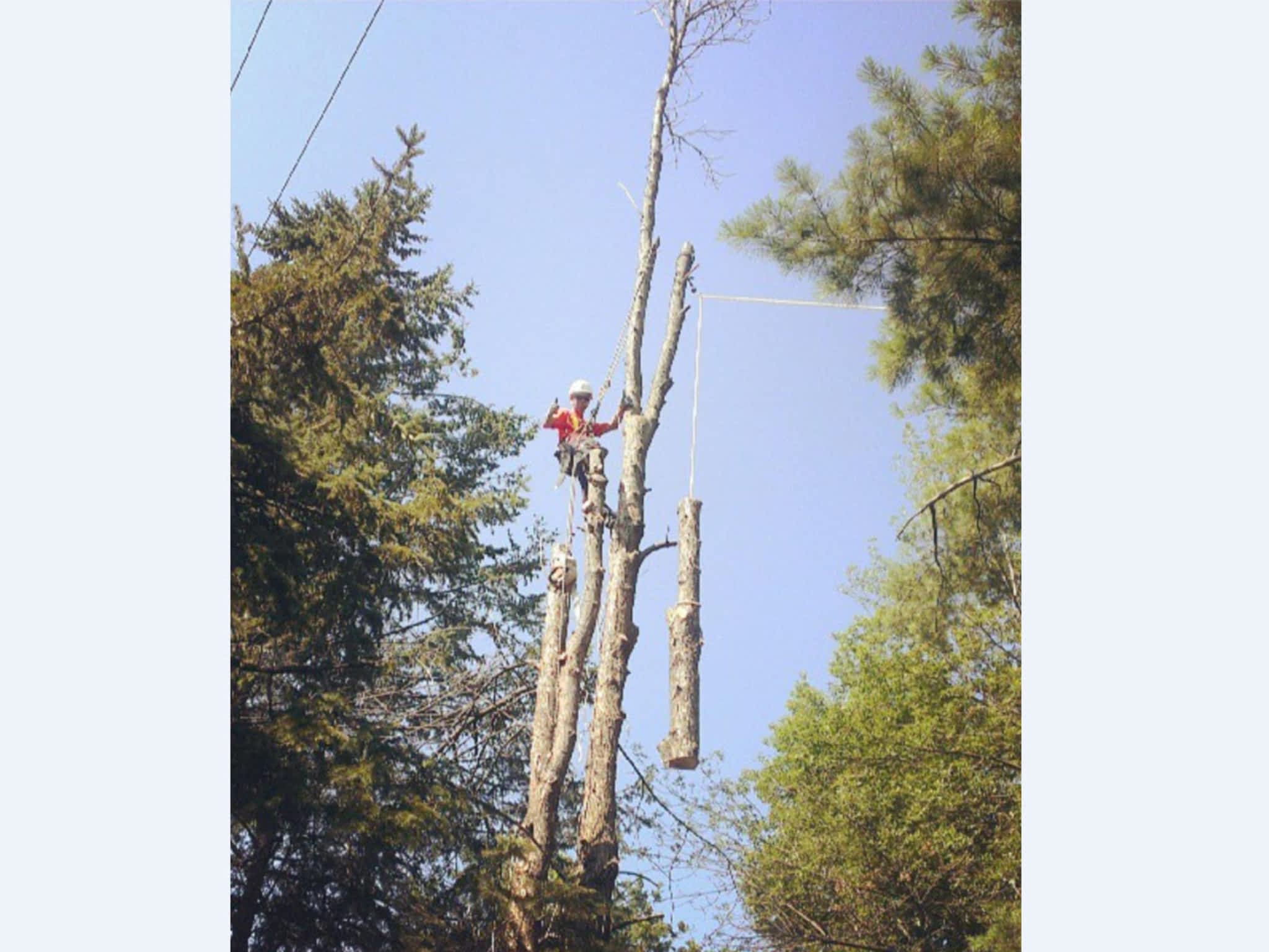 photo Ottawa Trimming & Tree Removal