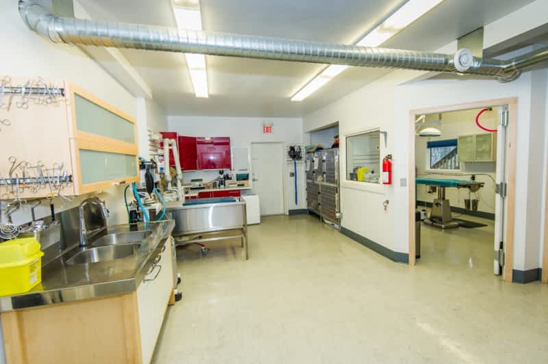 All Paws Veterinary Clinic Inc Whitehorse, YT 9 Metropolit Lane Canpages