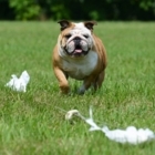 Mr Spot Dog Camp - Dog Training & Pet Obedience Schools