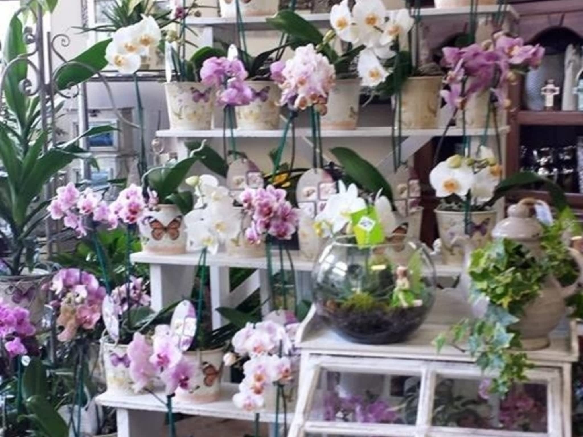 photo Blooms Flowers