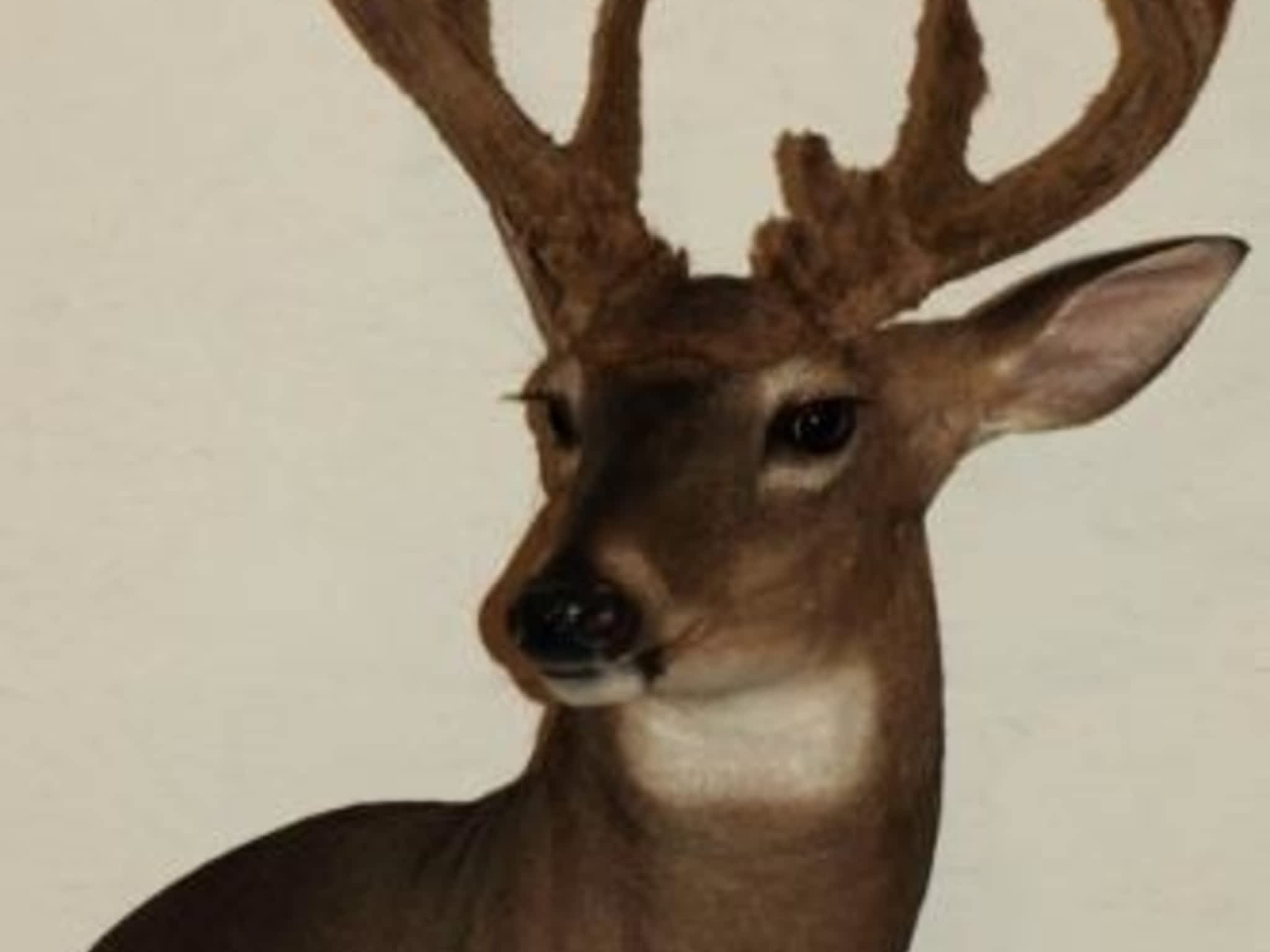photo Wild By Nature Taxidermy