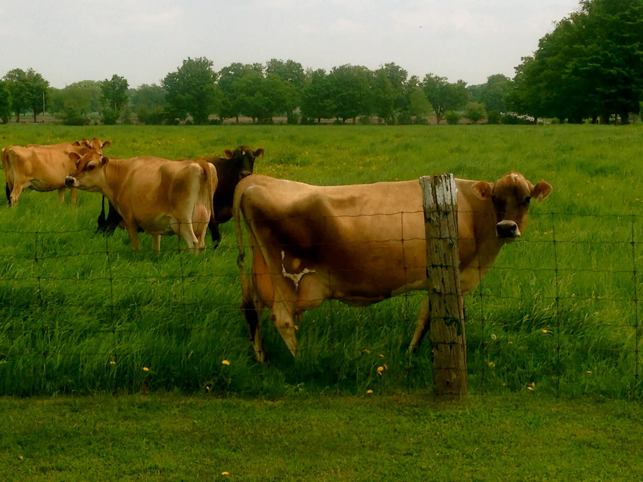 photo Cannington Veterinary Services