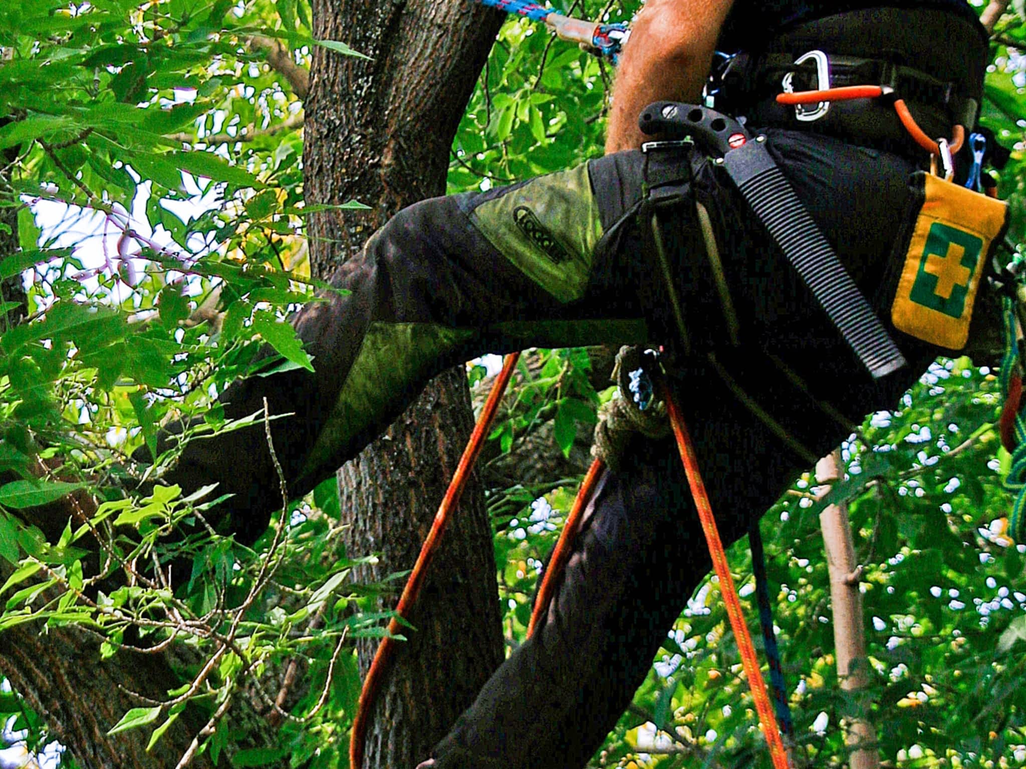 photo Energize Tree Maintenance