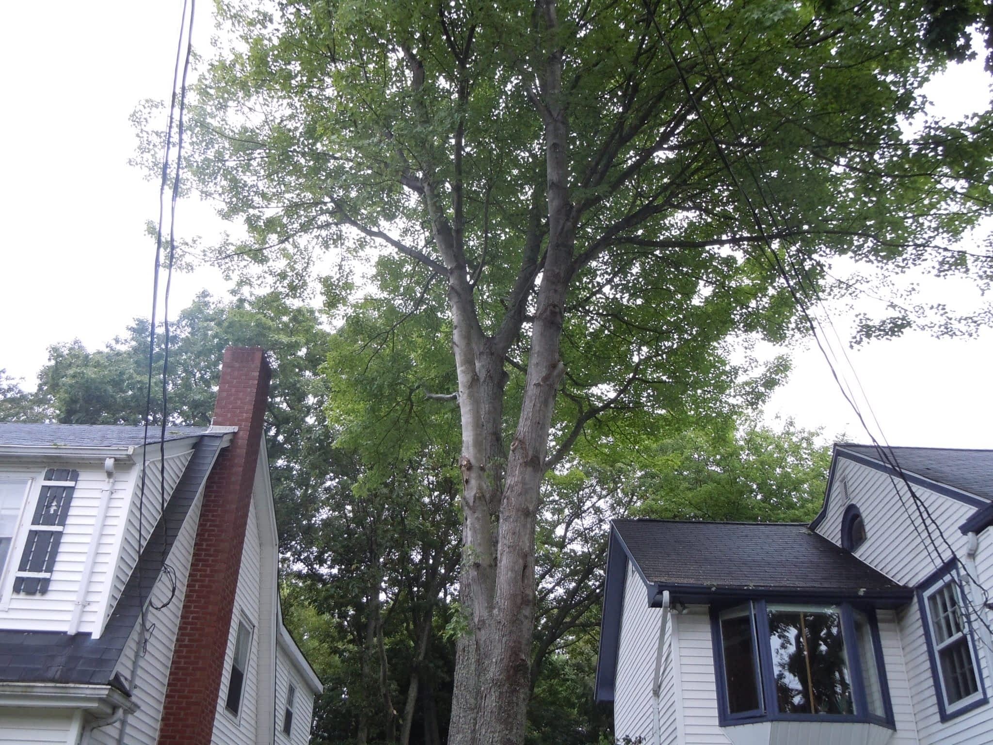 photo Solid Tree Care