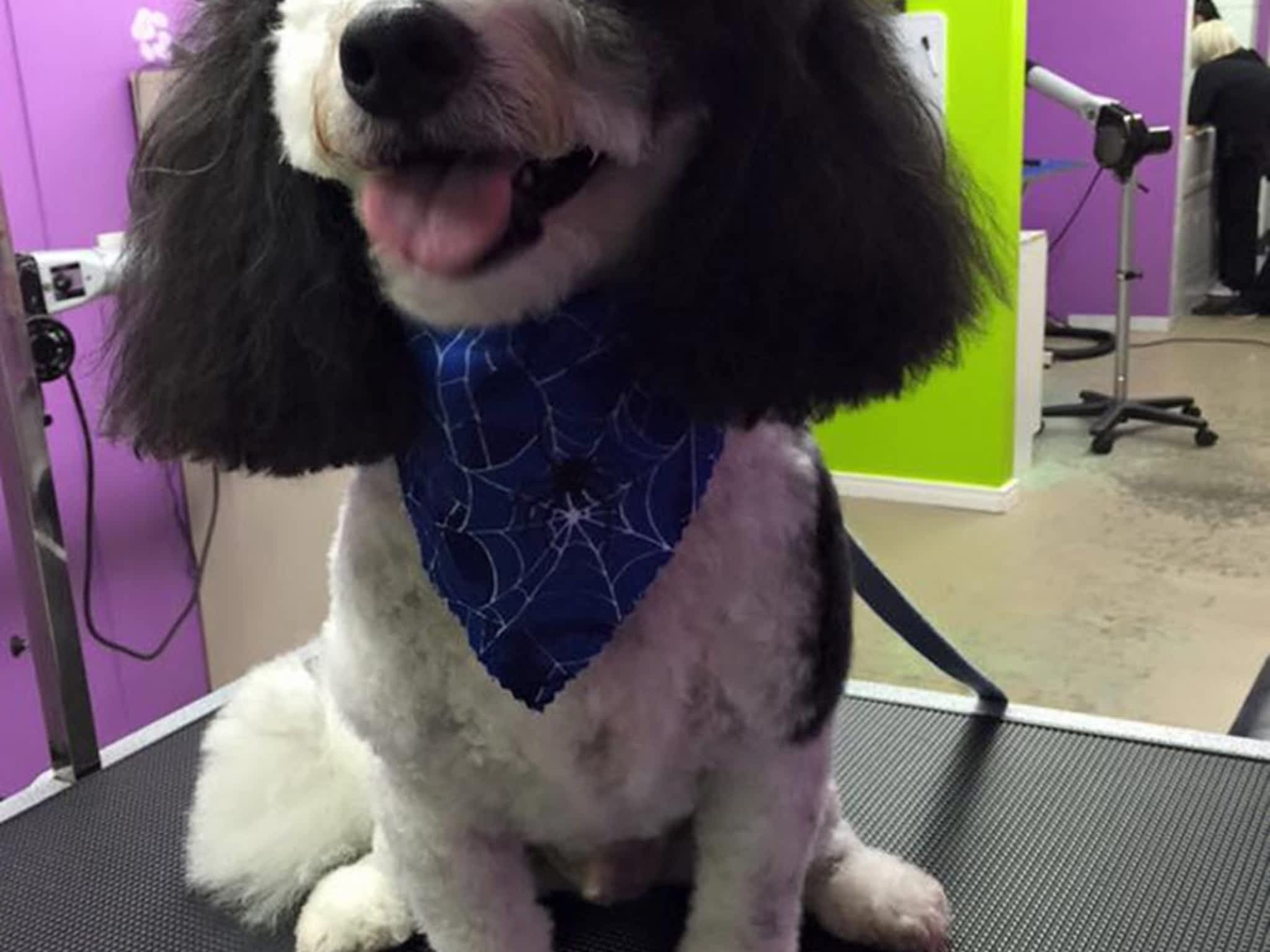 photo Town & Country Clips Pet Grooming