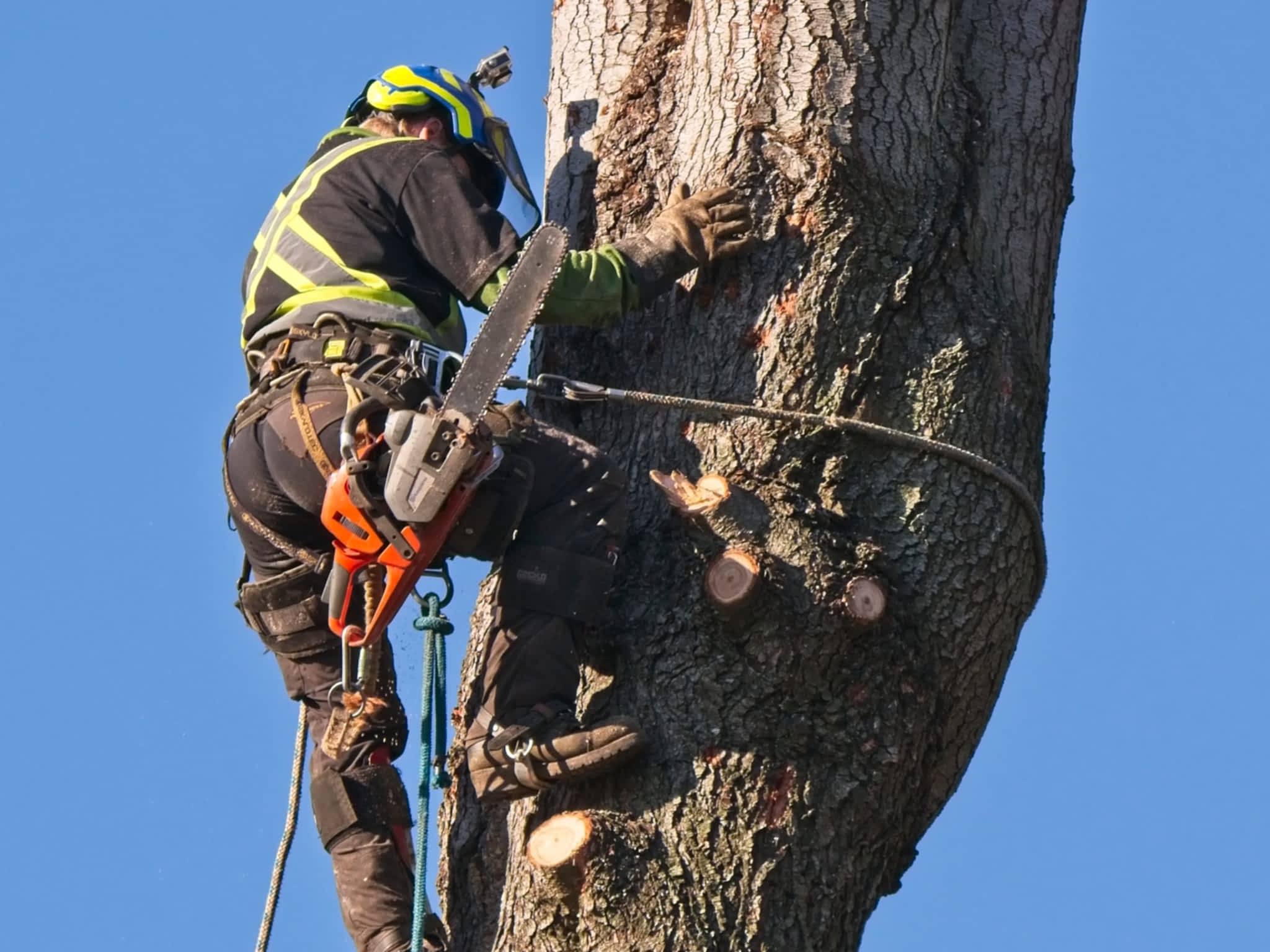 photo A B C Tree Men